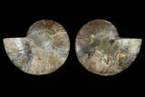 Sliced Ammonite Fossil - Agatized #115302-1